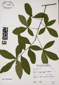 Quercus laurifolia image