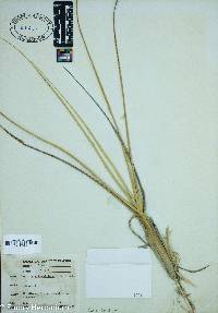 Spartina alterniflora image