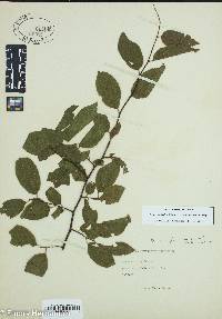 Prunus umbellata var. injuncunda image