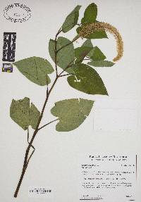Image Associated With the Occurence
