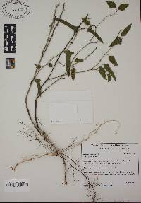 Smilax bona-nox image