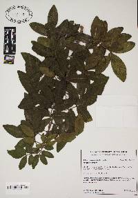 Schinus terebinthifolius image