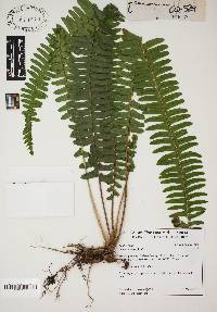 Nephrolepis cordifolia image