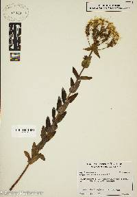 Hypericum montanum image