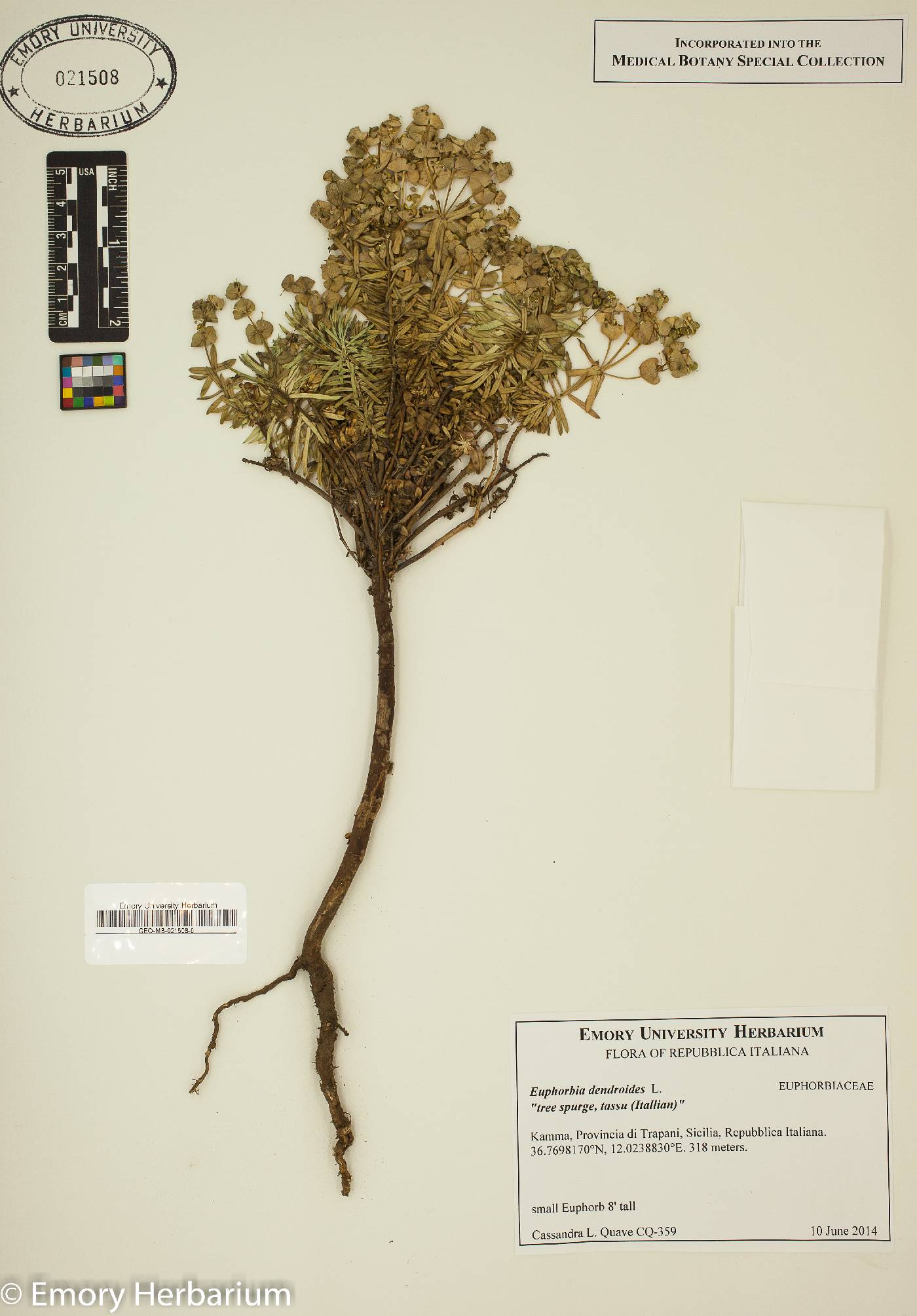 Euphorbia dendroides image