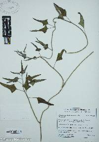 Morrenia odorata image