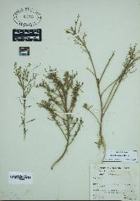 Lepidium didymum image