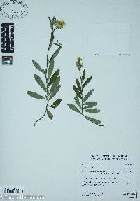 Helianthemum corymbosum image