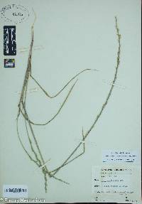 Lolium perenne subsp. multiflorum image