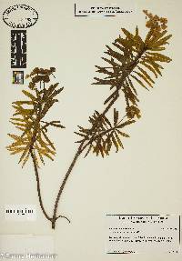Image of Euphorbia dendroides