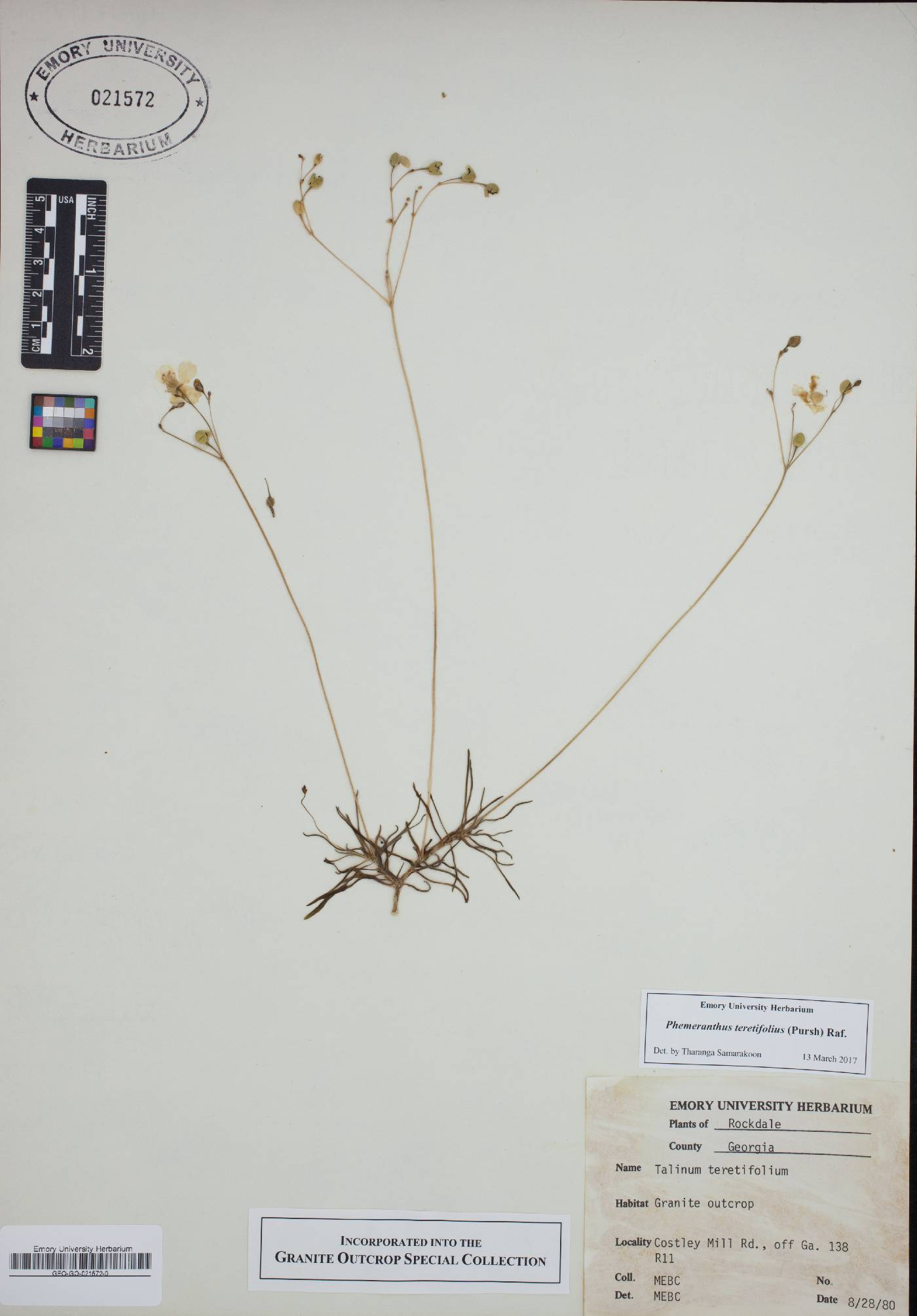 Phemeranthus teretifolius image