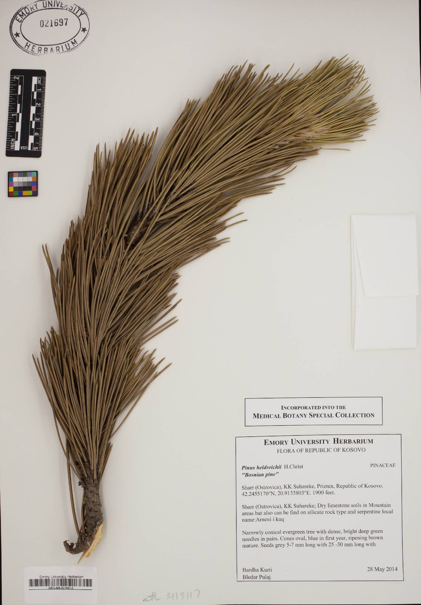 Pinus heldreichii image