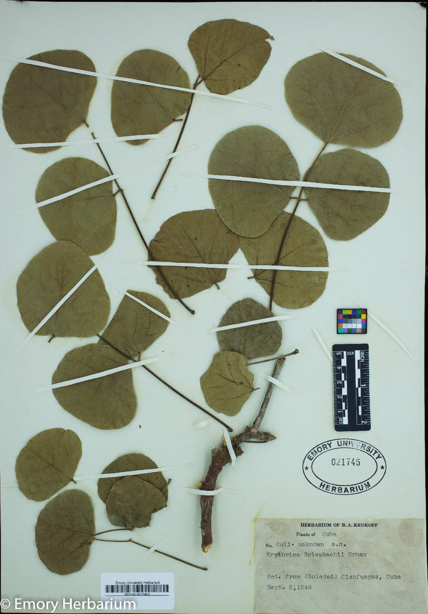 Erythrina grisebachii image