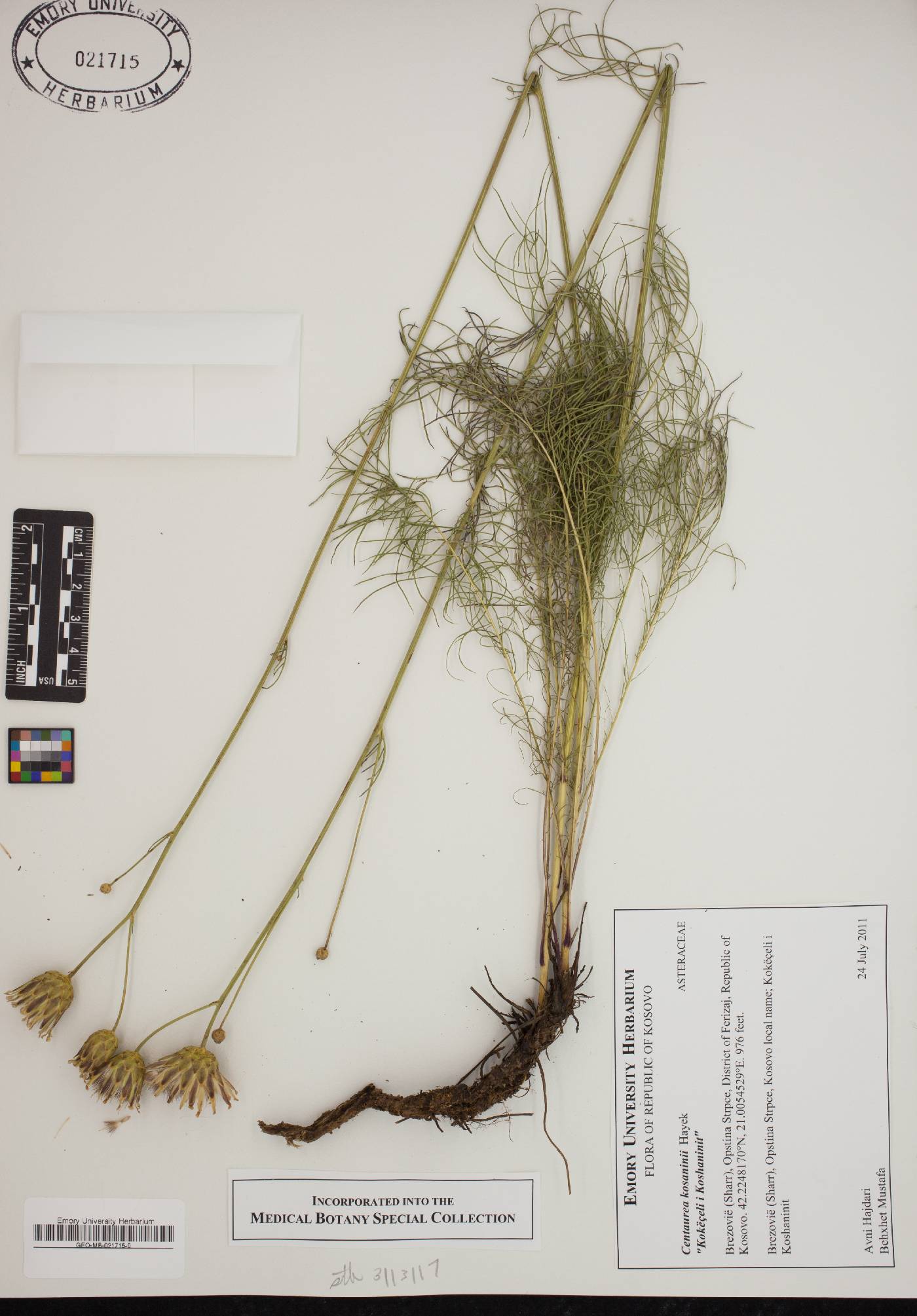 Centaurea kosaninii image