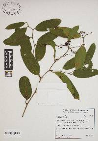 Smilax smallii image