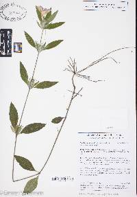 Ruellia caroliniensis image