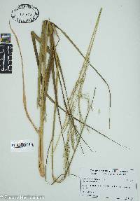 Calamovilfa longifolia image