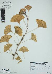 Ginkgo biloba image