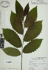 Castanea pumila var. ozarkensis image