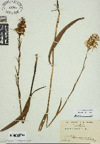 Platanthera ciliaris image