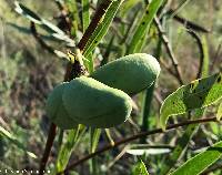 Asimina angustifolia image