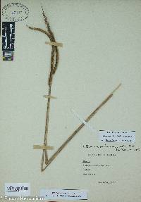 Ctenium aromaticum image