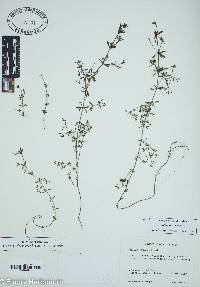 Galium obtusum image