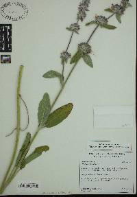 Phlomis italica image