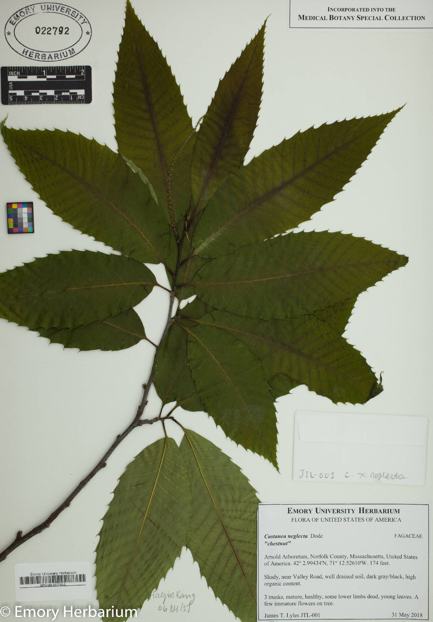 Castanea neglecta image