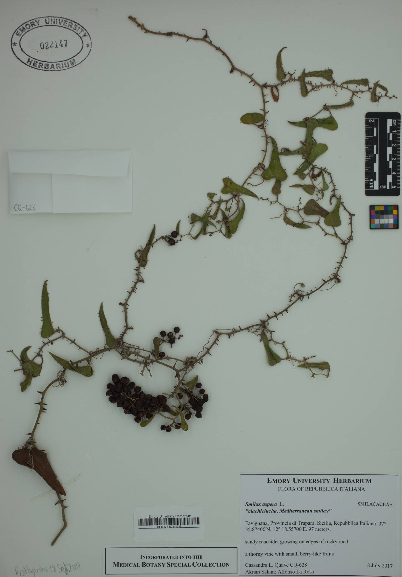 Smilax aspera image