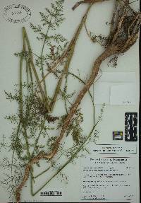 Foeniculum vulgare subsp. vulgare image