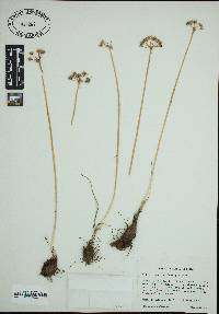 Image of Allium speculae