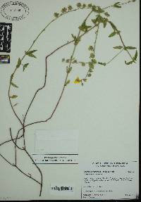 Image of Fumana thymifolia