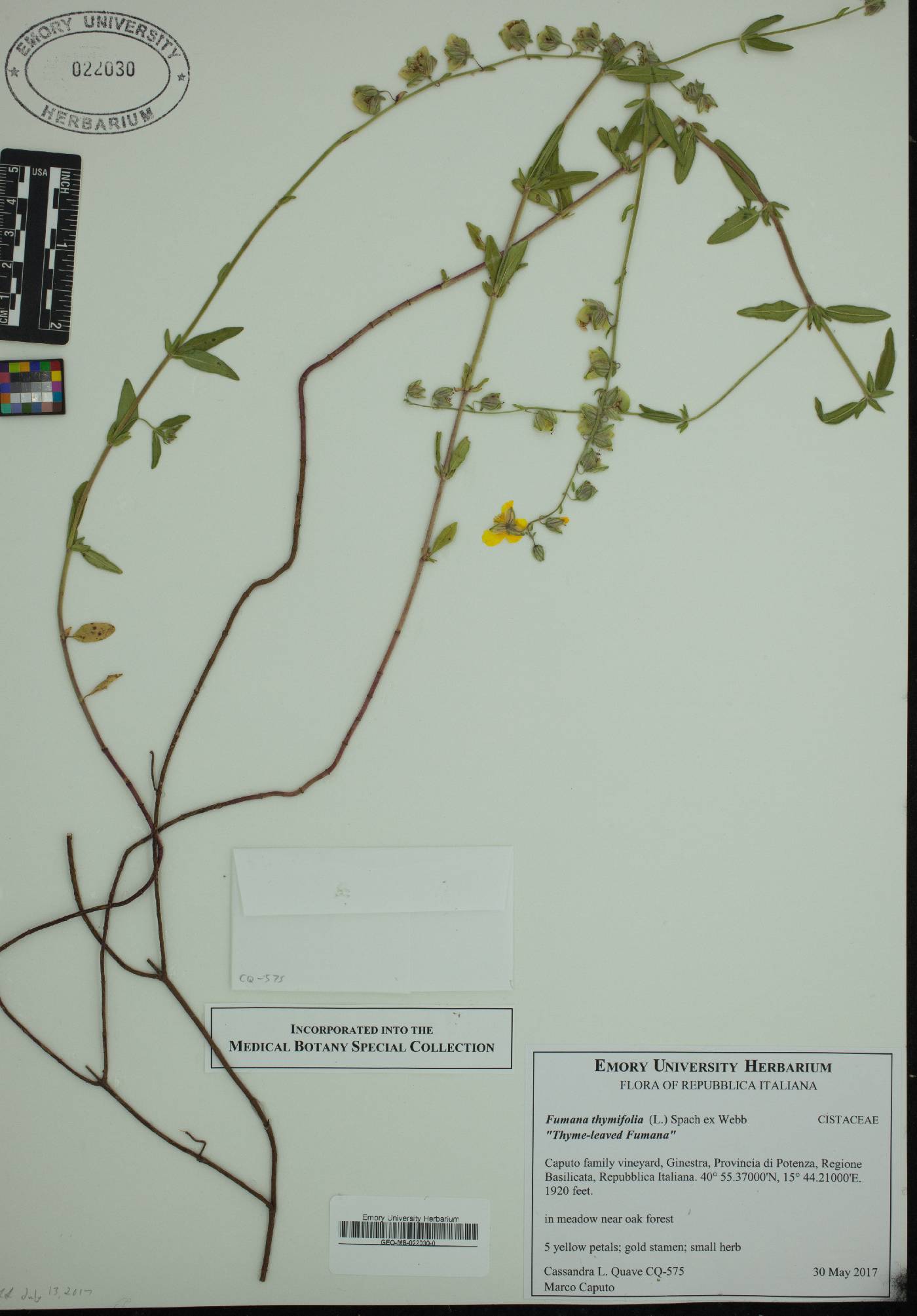 Fumana thymifolia image
