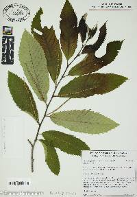 Castanea pumila var. ozarkensis image