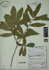 Quercus virginiana image