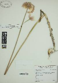Allium amethystinum image