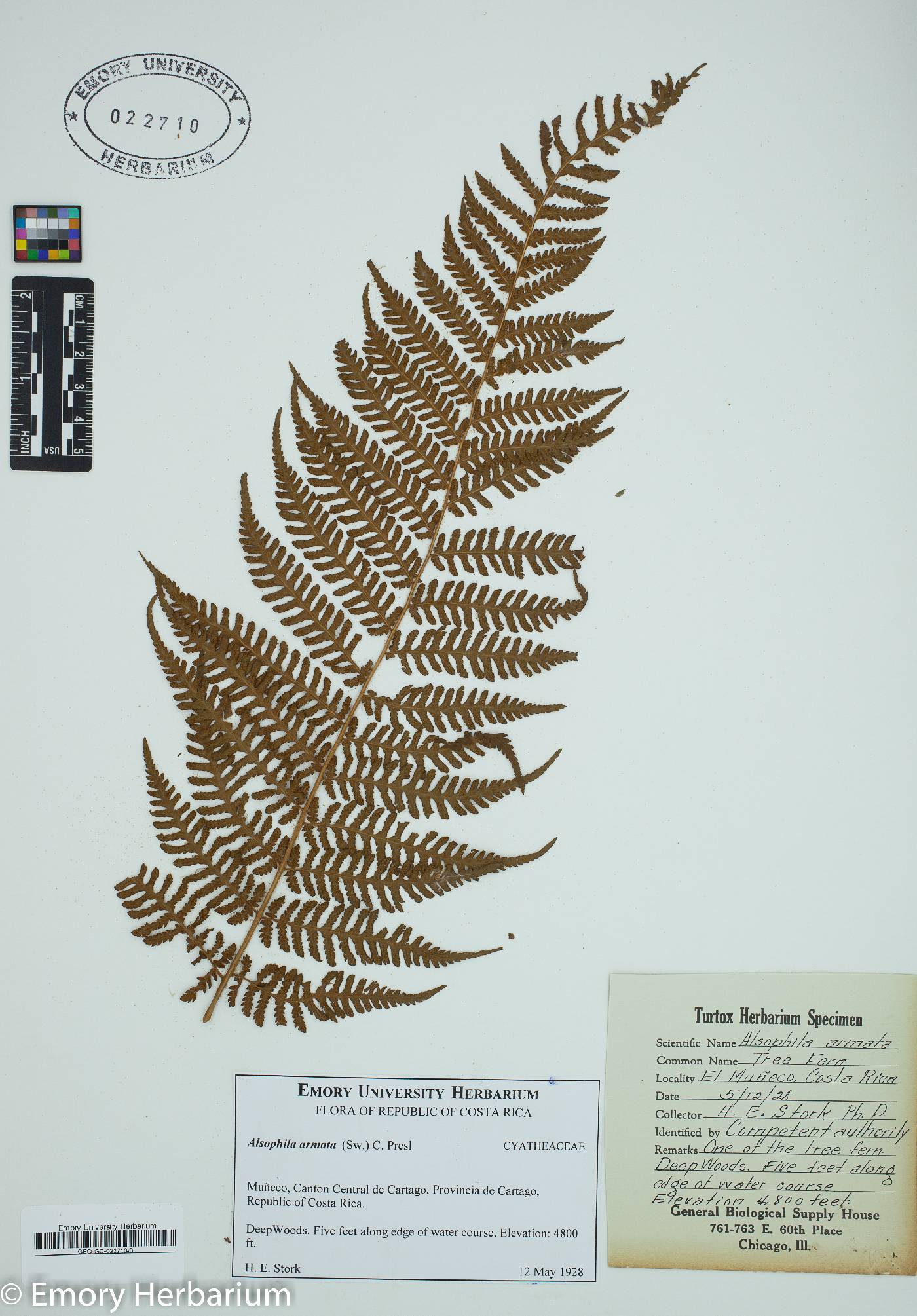 Alsophila armata image
