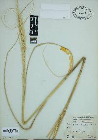 Spartina alterniflora image