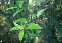 Clematis glaucophylla image