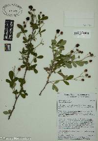 Rubus argutus image