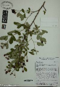 Rubus argutus image