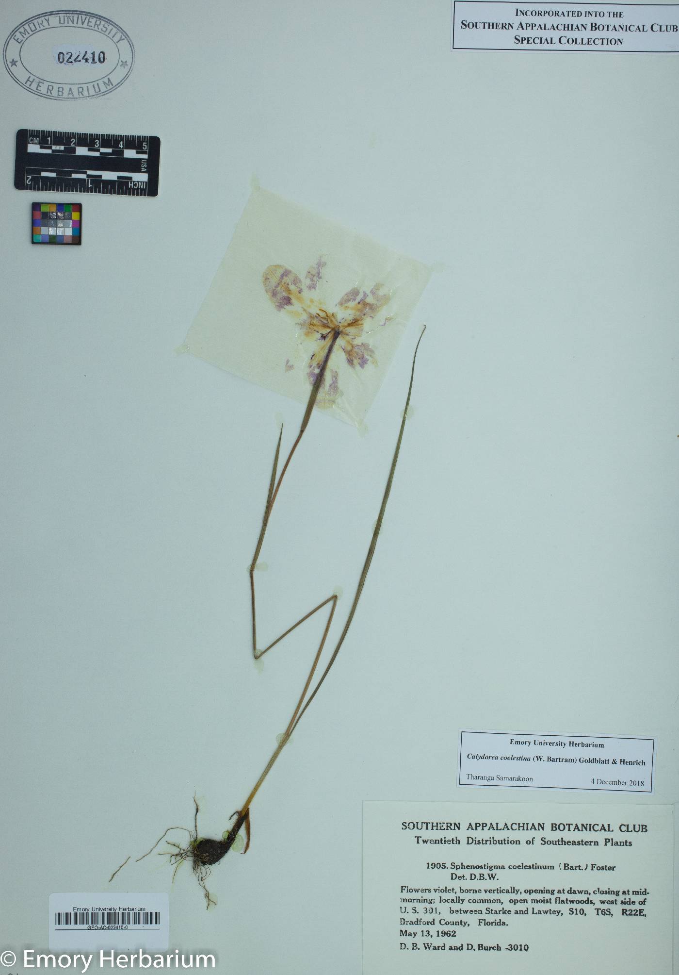 Calydorea coelestina image