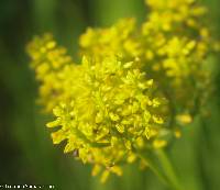 Polygala ramosa image