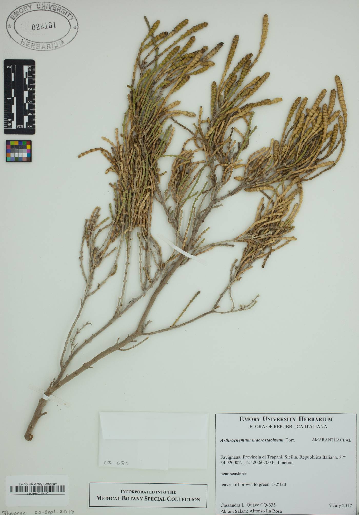 Arthrocnemum macrostachyum image