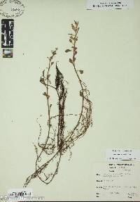 Ludwigia repens image