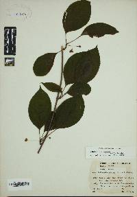 Schisandra glabra image