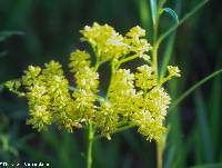 Polygala ramosa image