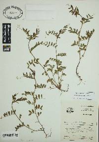 Vicia sativa subsp. nigra image