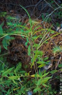 Amsonia tabernaemontana image